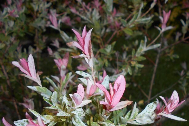 A Japán fűz ültetése, gondozása és szaporítása - Salix integra ‘Hakuro-nishiki’