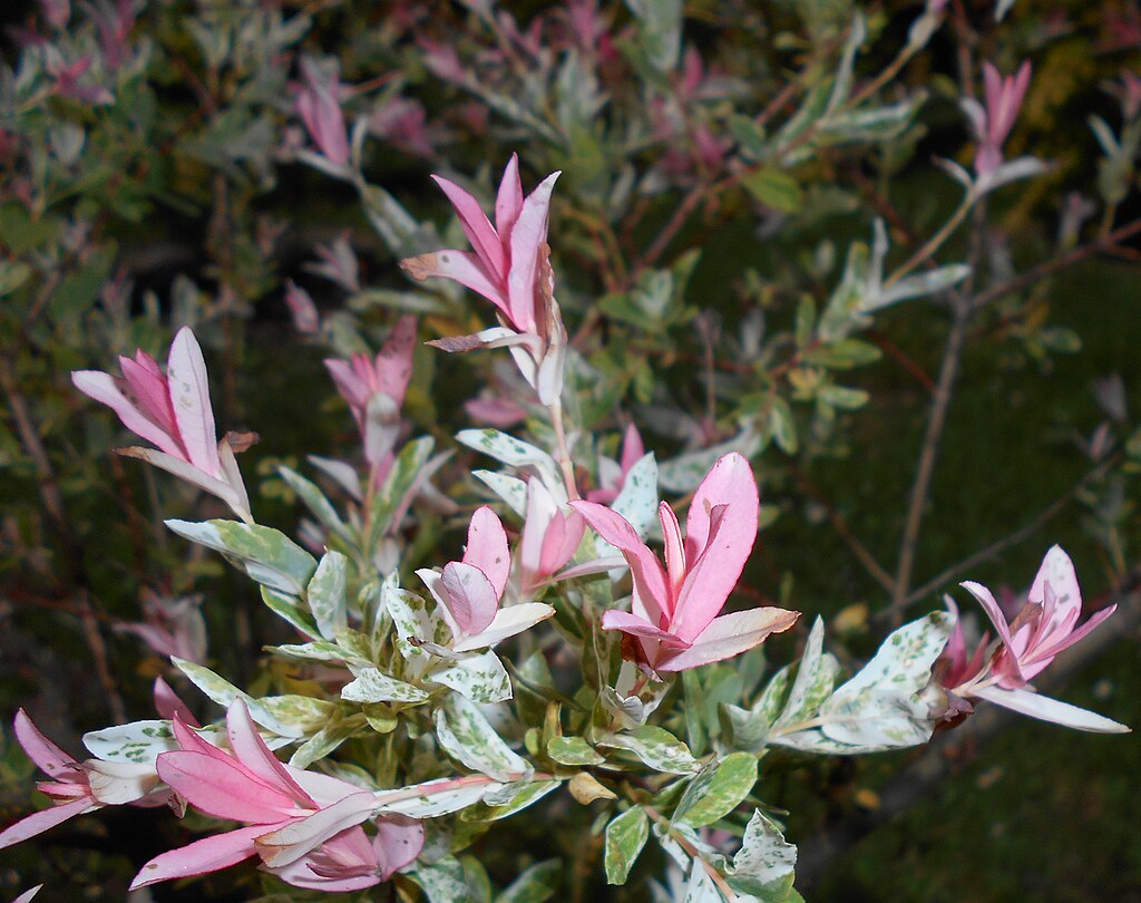 A Japán fűz ültetése, gondozása és szaporítása - Salix integra ‘Hakuro-nishiki’