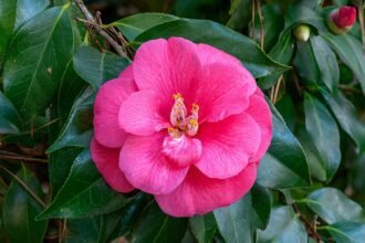A Kamélia, Japán kamélia gondozása, teleltetése és szaporítása egyszerűen (Camellia japonica)