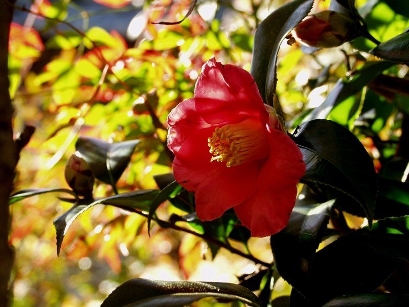 A Kamélia, Japán kamélia gondozása, teleltetése és szaporítása egyszerűen (Camellia japonica)