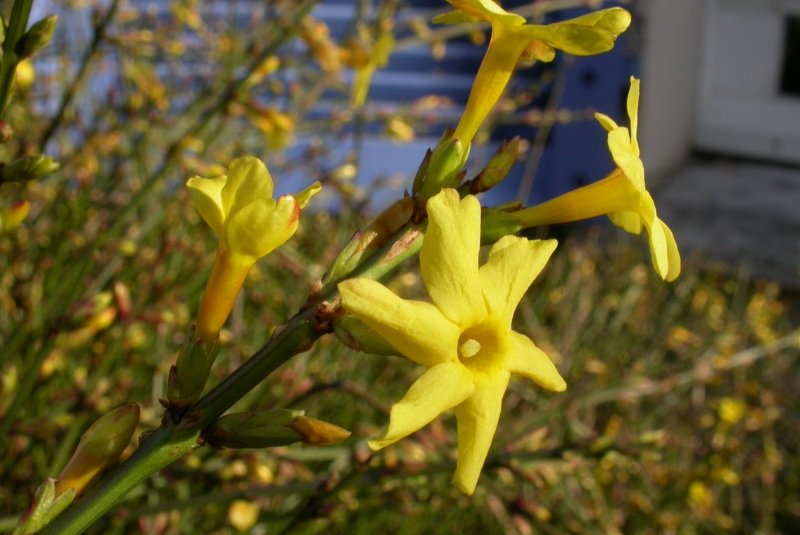 Jázmin virág: A Jázmin (Jasminum) gondozása