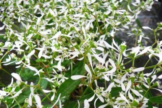 A Kerti kutyatej gondozása (Euphorbia hypericifolia Diamond Frost 'Inneuphdia')