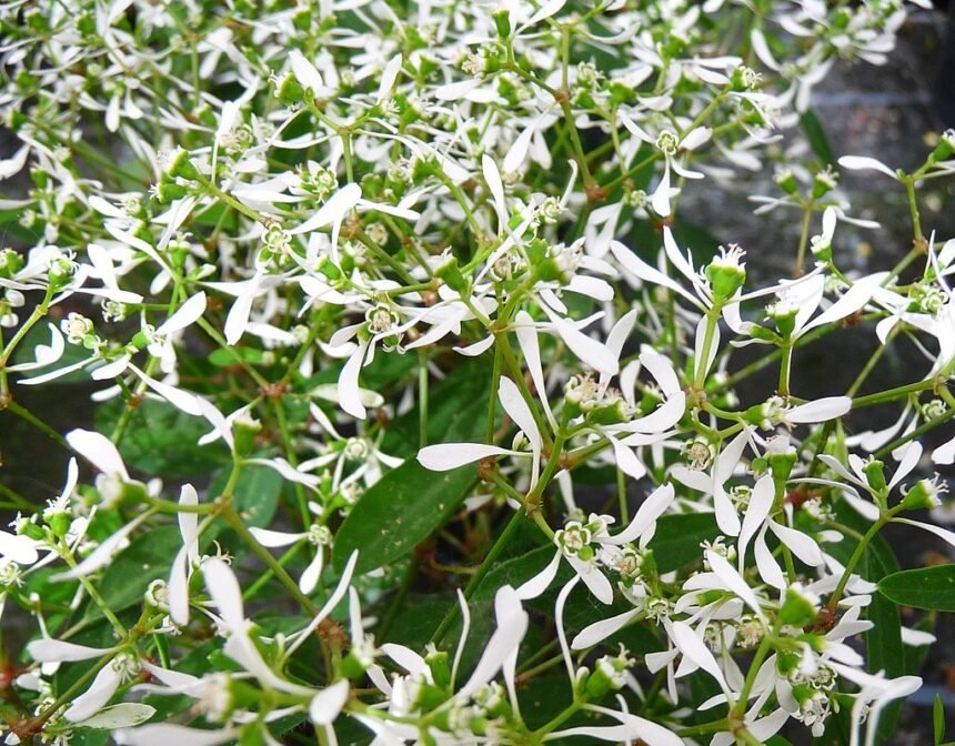 A Kerti kutyatej gondozása (Euphorbia hypericifolia Diamond Frost 'Inneuphdia')