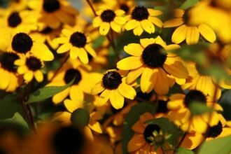 A Kisfészkű kúpvirág (Rudbeckia triloba) gondozása