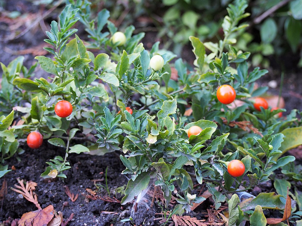 A korallbokor gondozása és bemutatása egyszerűen - Solanum pseudocapsicum