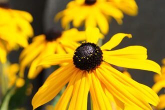 A kúpvirág (Rudbeckia) gondozása - Alegszebb kúpvirág fajták