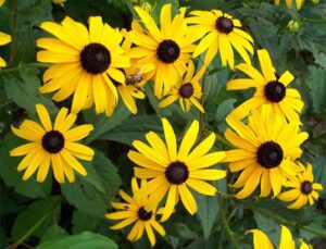 A Kúpvirág gondozása (Rudbeckia) - A legszebb Kúpvirág fajták képekkel