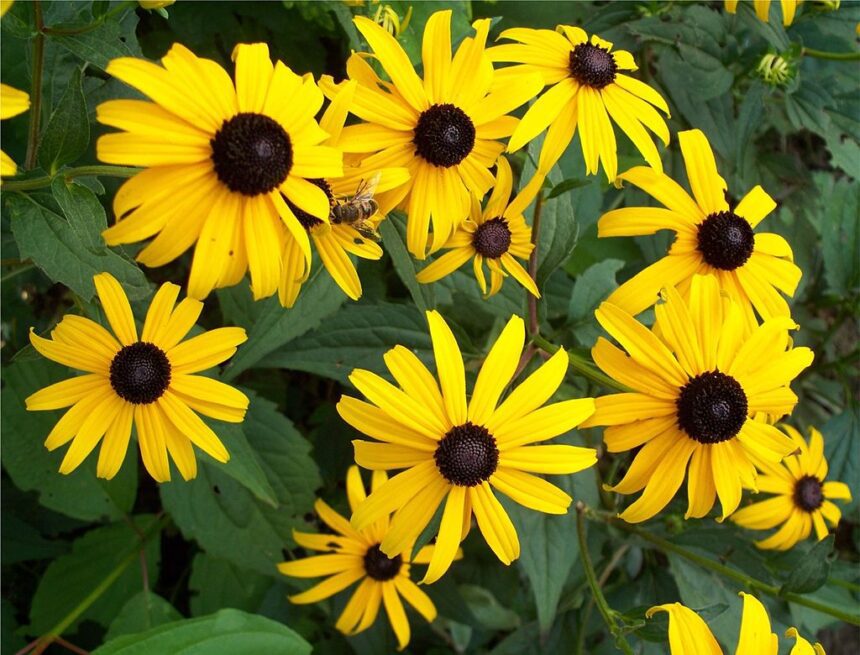 A Kúpvirág gondozása (Rudbeckia) - A legszebb Kúpvirág fajták képekkel