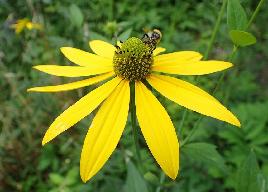 A Kúpvirág gondozása (Rudbeckia) - A legszebb Kúpvirág fajták képekkel