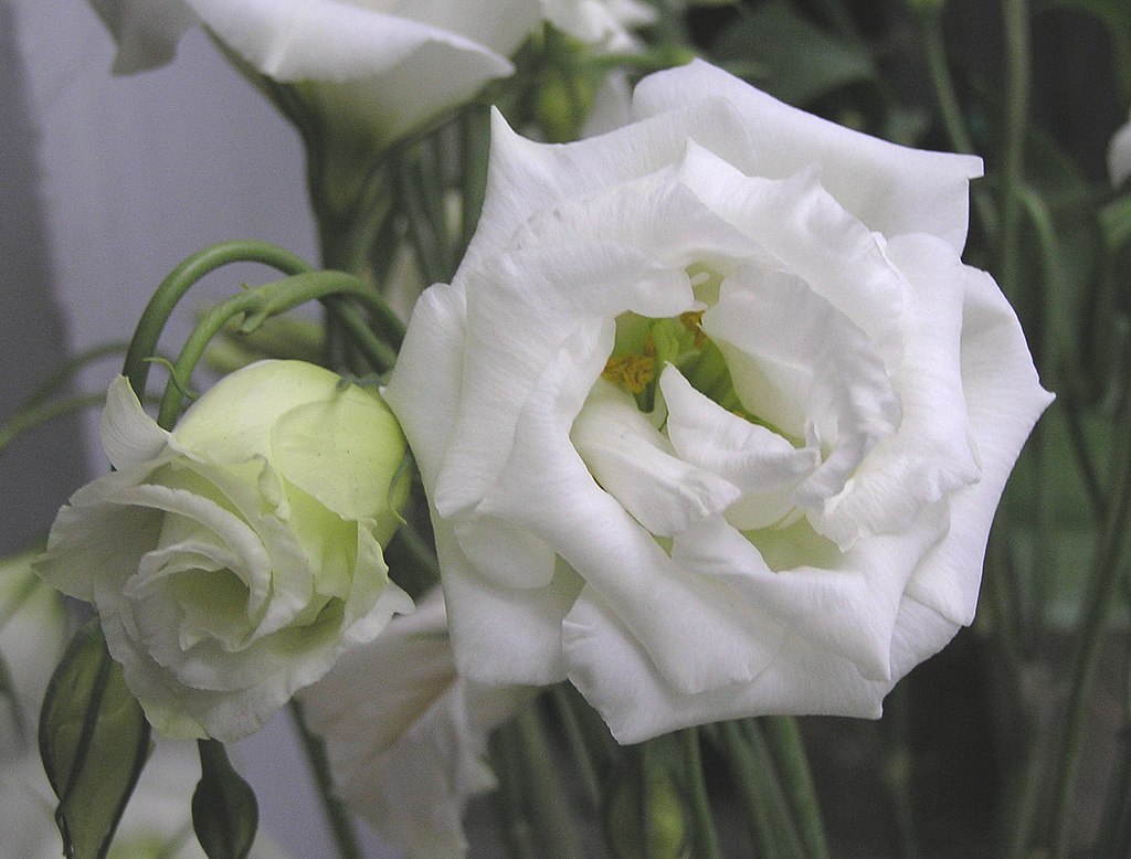 A liziantusz gondozása, szaporítása és teleltetése egyszerűen - Eustoma russellianum