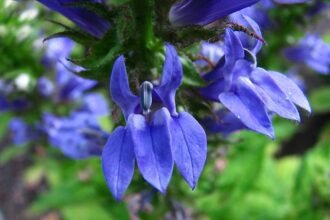 A Lobélia gondozása és a legszebb fajták (Lobelia)