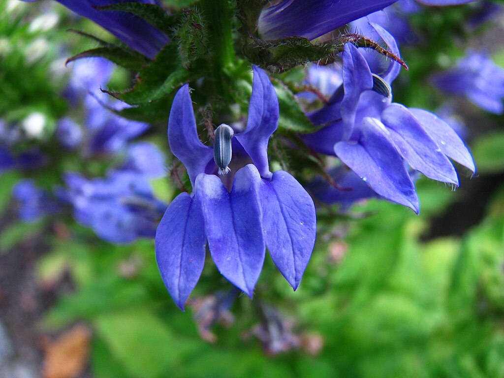 A Lobélia gondozása és a legszebb fajták (Lobelia)