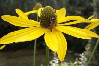 A Magas kúpvirág (Rudbeckia laciniata) gondozása néhány lépésben