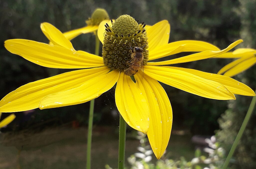 A Magas kúpvirág (Rudbeckia laciniata) gondozása néhány lépésben