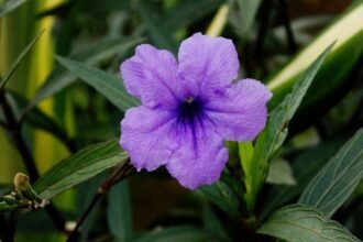 A Mexikói petúnia gondozása, metszése, teleltetése és szaporítása (Ruellia brittoniana)