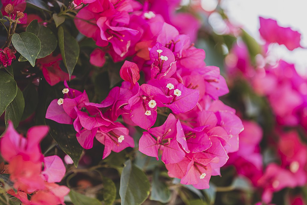 A murvafürt gondozása, metszése, teleltetése és szaporítása (Bougainvillea)