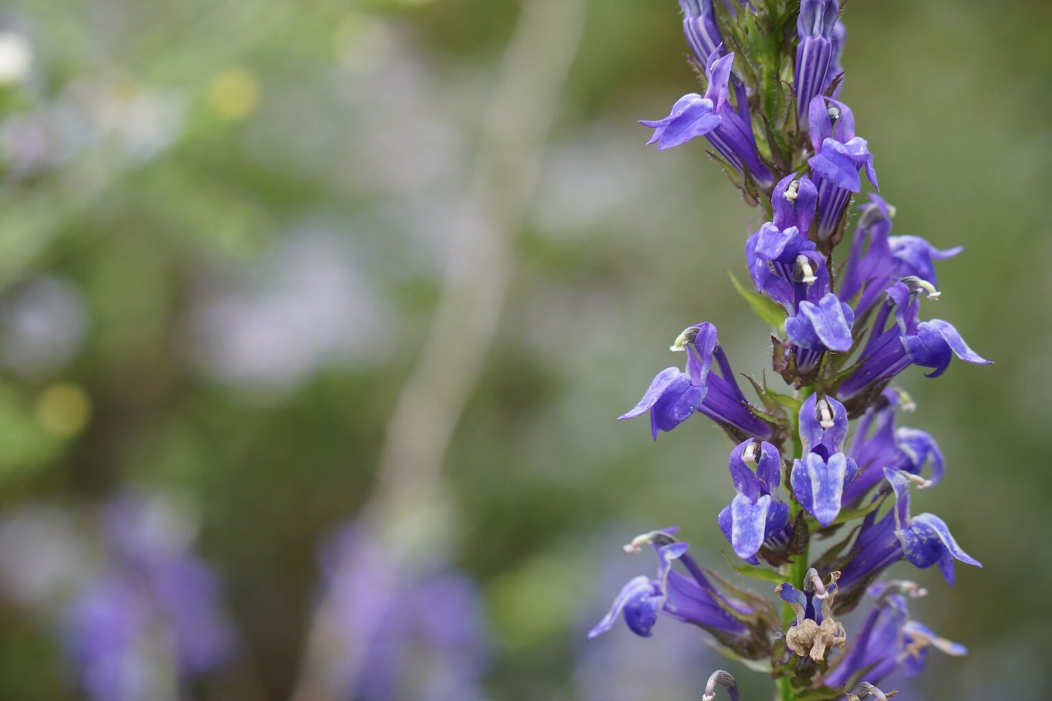 Az Orvosi lobélia gondozása - Lobelia siphilitica