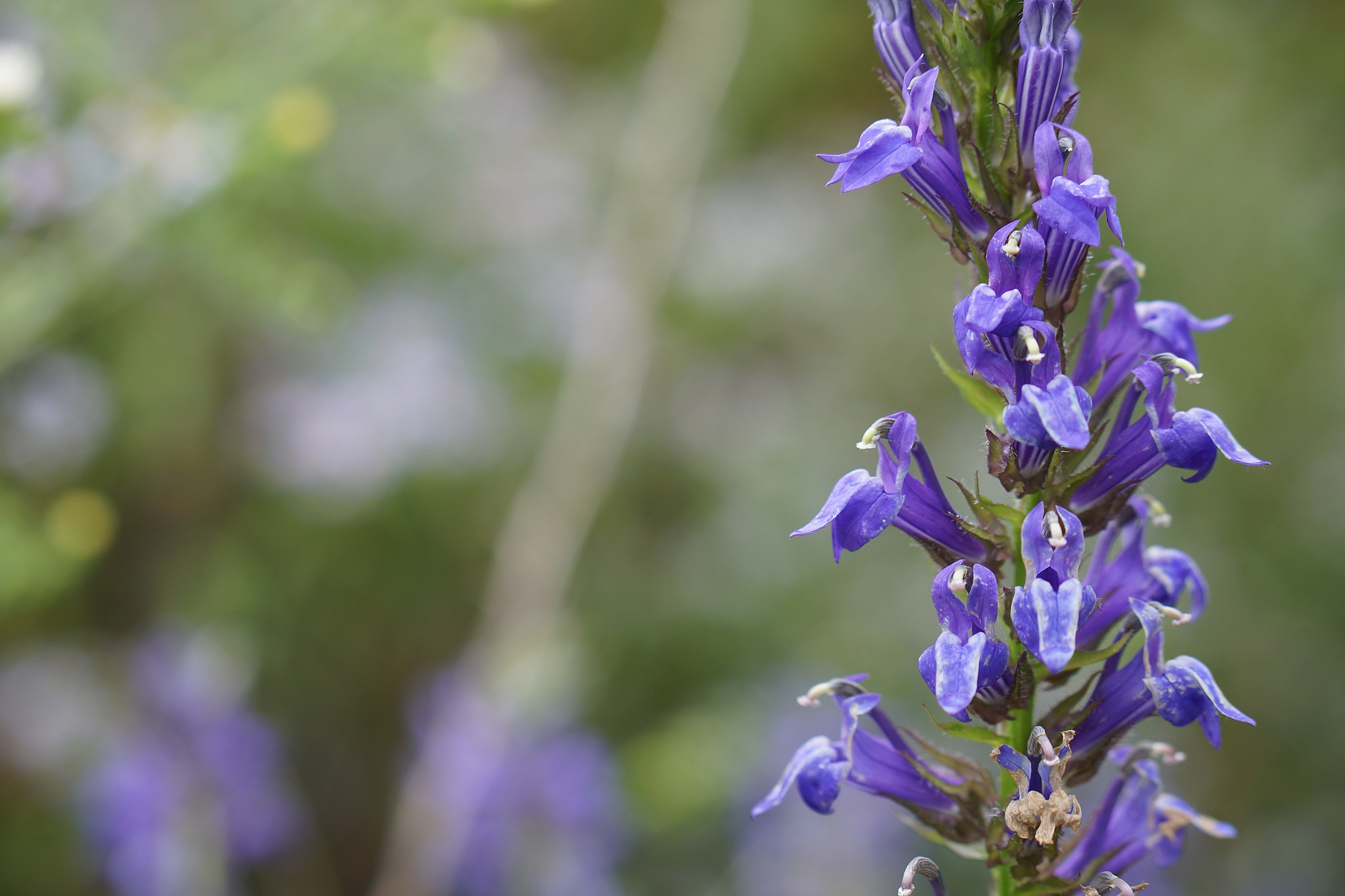 Az Orvosi lobélia gondozása - Lobelia siphilitica