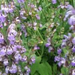 Az Orvosi zsálya gondozása, szaporítása, hatása és mellékhatása - Salvia officinalis