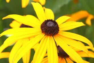 A Pompás kúpvirág gondozása egyszerűen. (Rudbeckia fulgida)