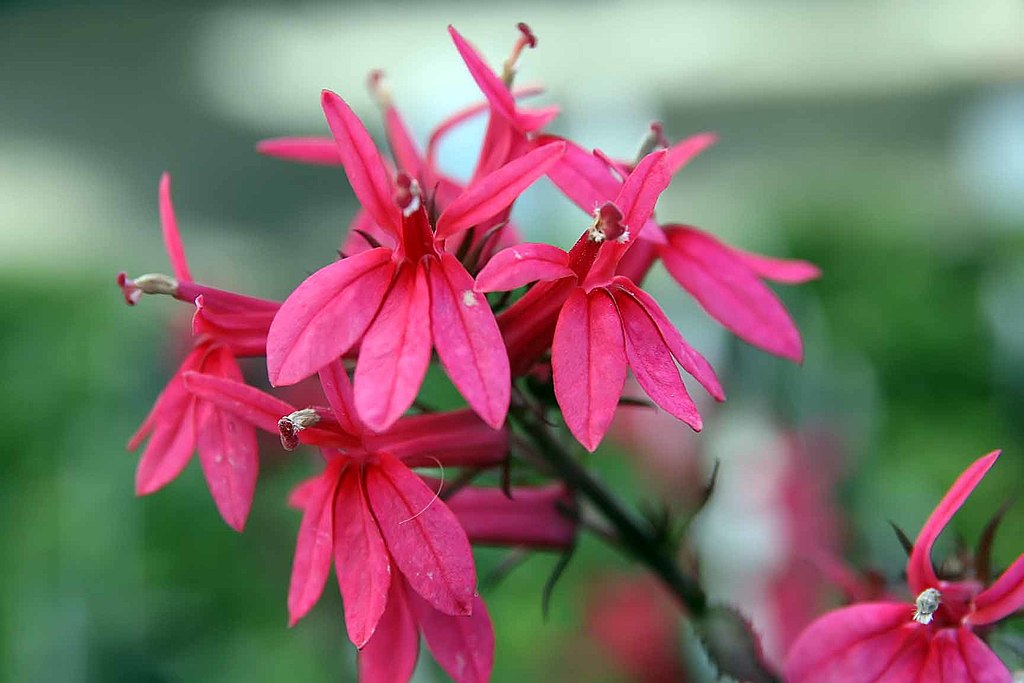 A Pompás lobélia gondozása (Lobelia x speciosa)