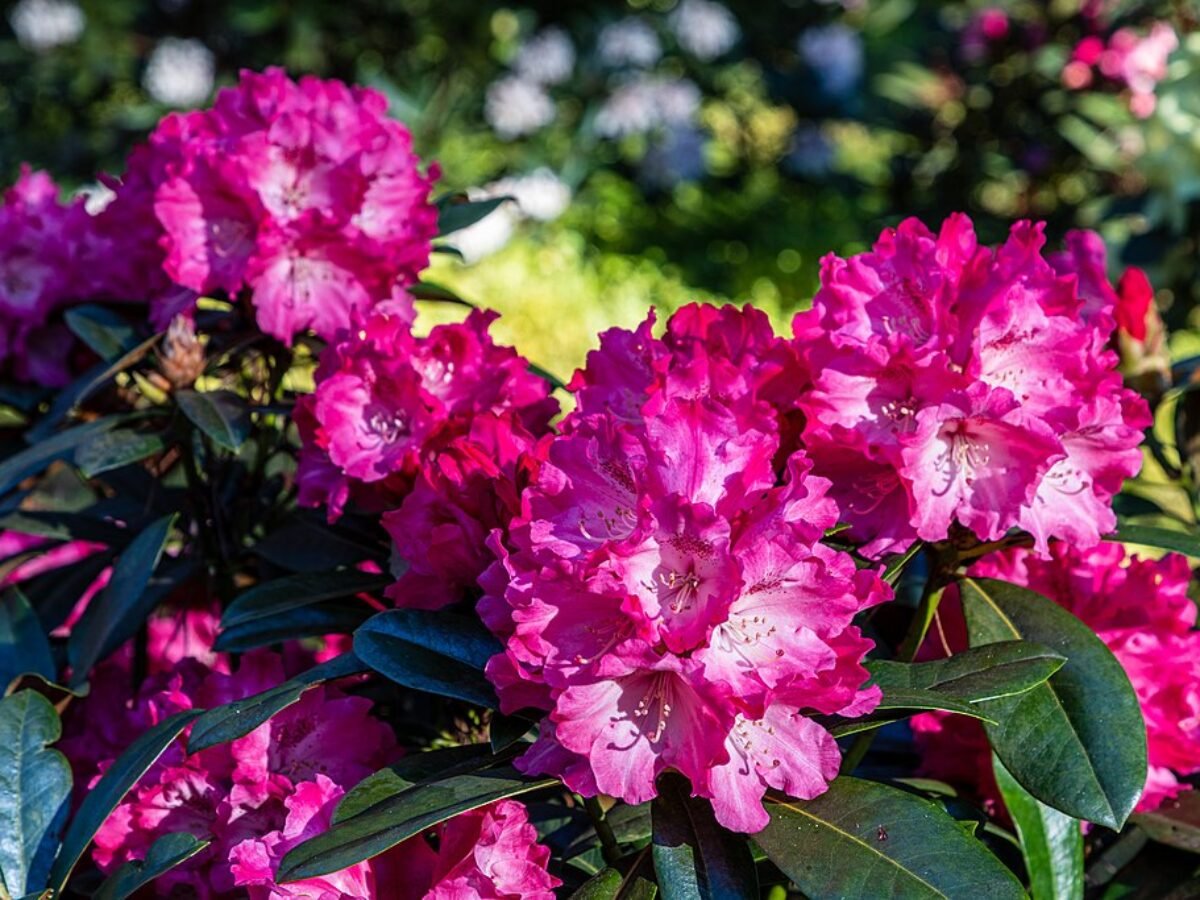 A Rododendron, Havasszpe gondozsa (Rhododendron)