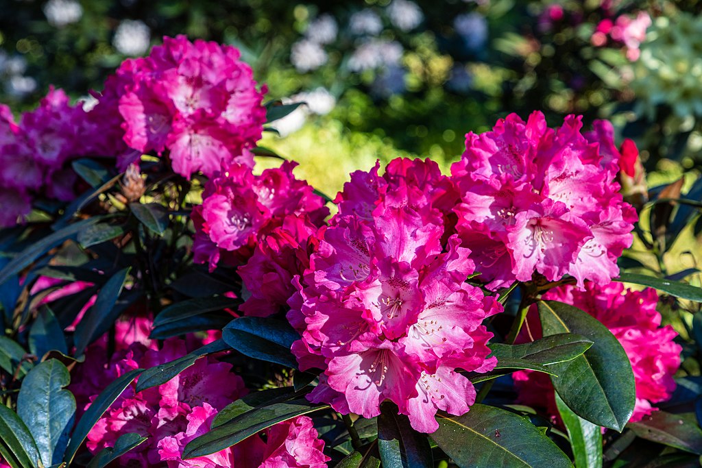 A Rododendron, havasszépe gondozása (Rhododendron)