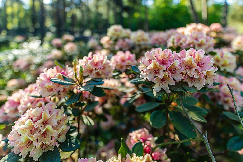 A Rododendron, havasszépe gondozása (Rhododendron)