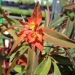A Rózsás kutyatej gondozása - Euphorbia griffithii