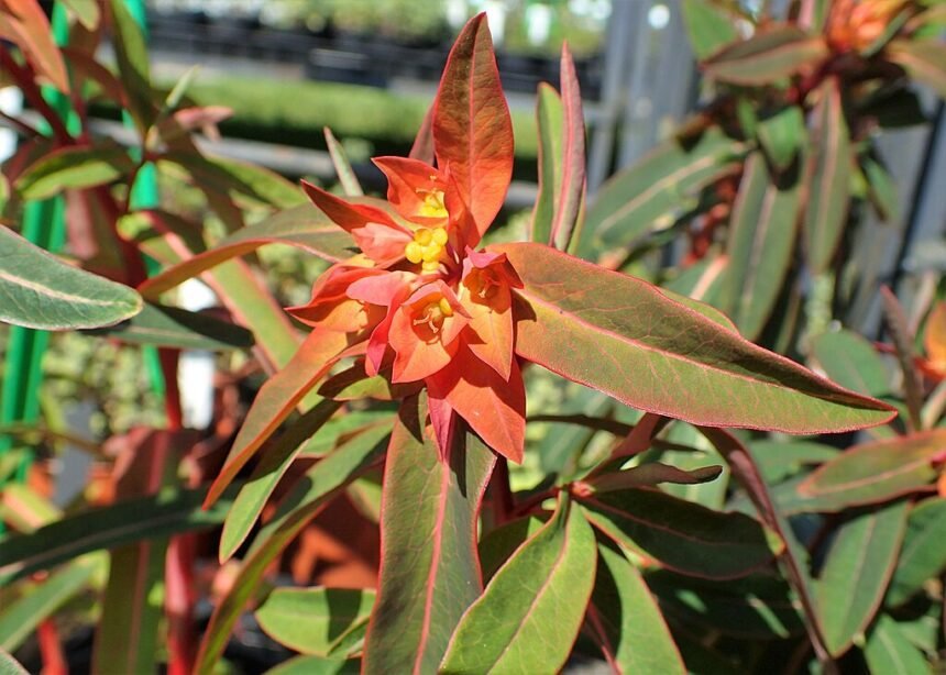 A Rózsás kutyatej gondozása - Euphorbia griffithii