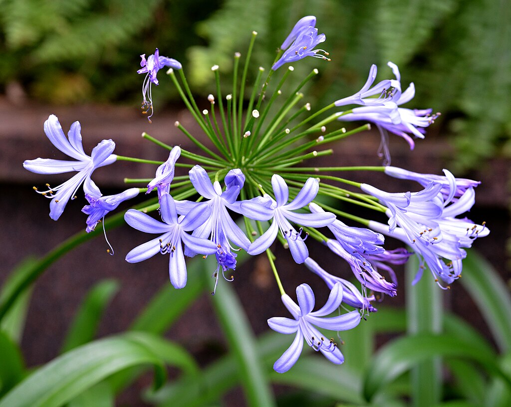 A Szerelemvirág gondozása, teleltetése és szaporítása - Agapanthus africanus