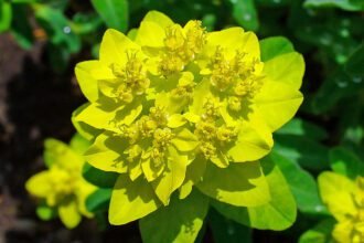 A Szíeváltó kutyatej gondozása - Euphorbia epithymoides