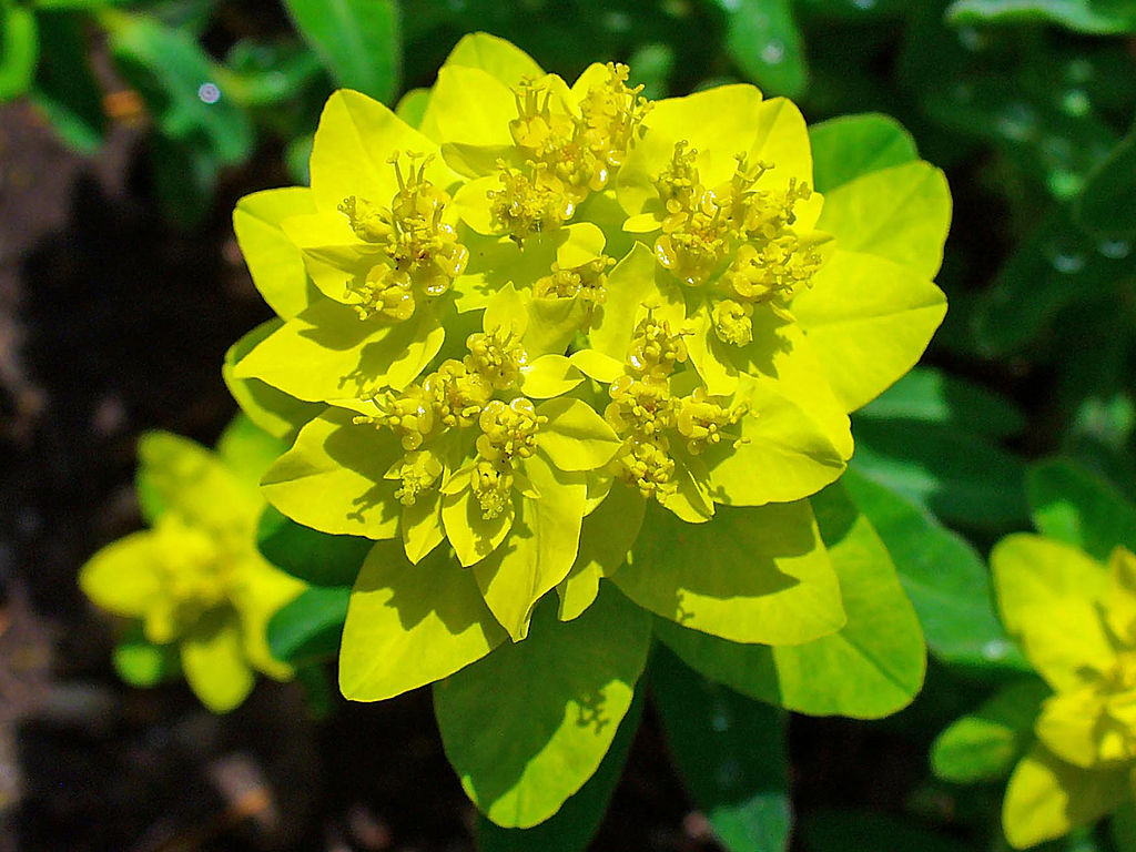 A Szíeváltó kutyatej gondozása - Euphorbia epithymoides