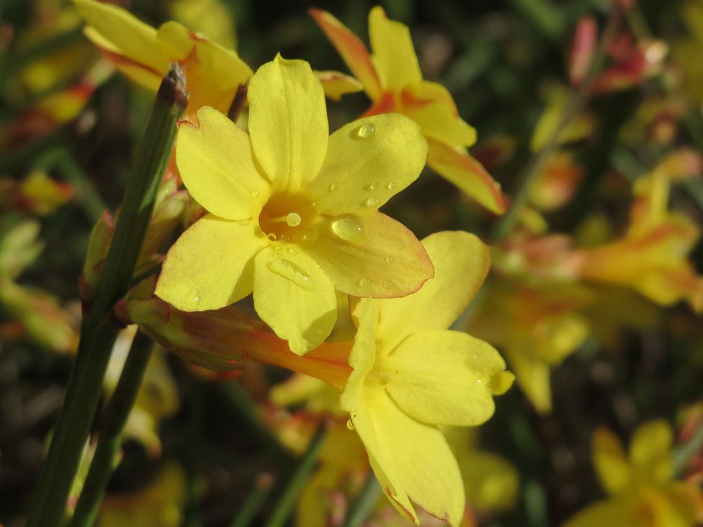 A Téli jázmin gondozása, szaporítása és metszése - Jasminum nudiflorum