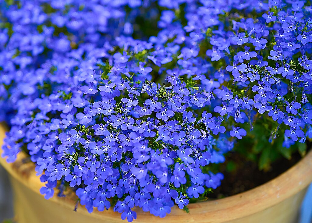 A Törpe lobélia igényei és gondozása - Lobelia erinus