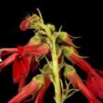A Tűzpiros lobélia, avagy Kardinálisvirág gondozása - Lobelia cardinalis