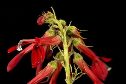 A Tűzpiros lobélia, avagy Kardinálisvirág gondozása - Lobelia cardinalis