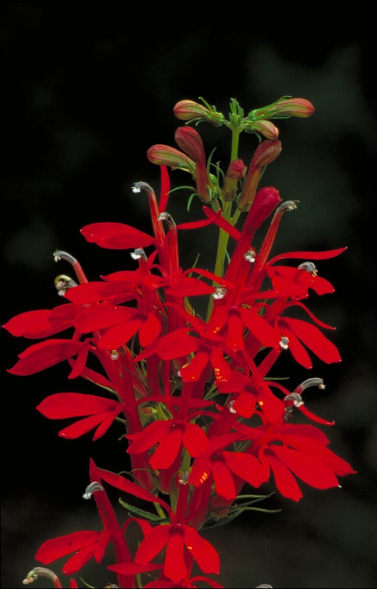 A Tűzpiros lábélia, vagy Kardinálisvirág gondozása (Lobelia cardinalis)