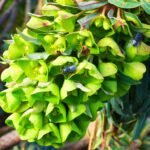 A Velencei kutyatej gondozása - Euphorbia characias subsp. wulfenii
