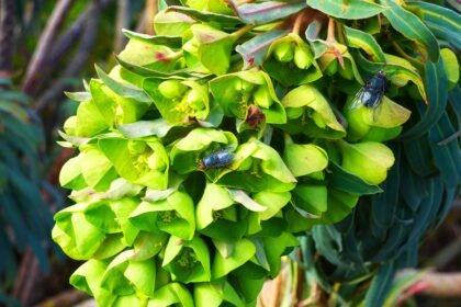 A Velencei kutyatej gondozása - Euphorbia characias subsp. wulfenii