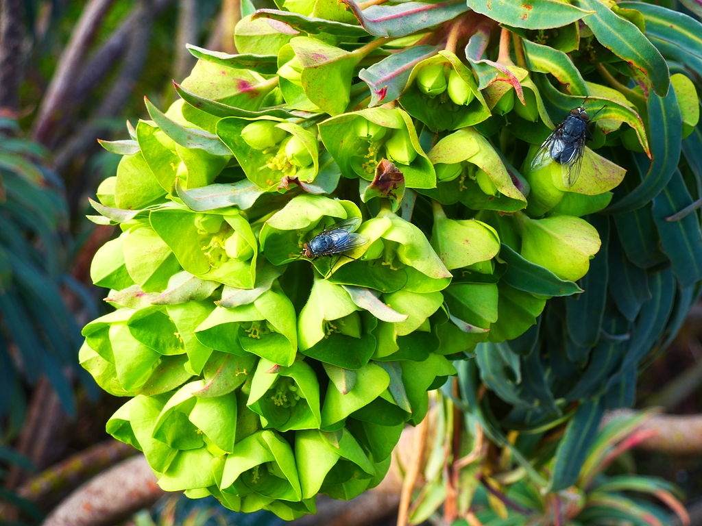 A Velencei kutyatej gondozása - Euphorbia characias subsp. wulfenii