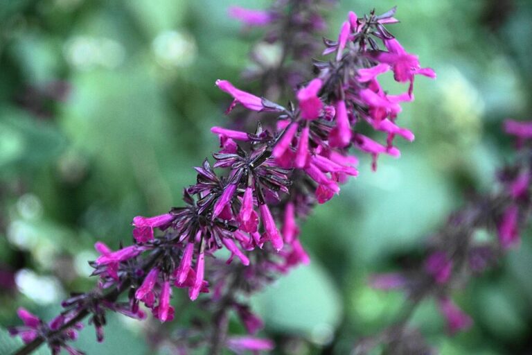 A Zsálya gondozása és hatása (Salvia): Tippek és Tanácsok