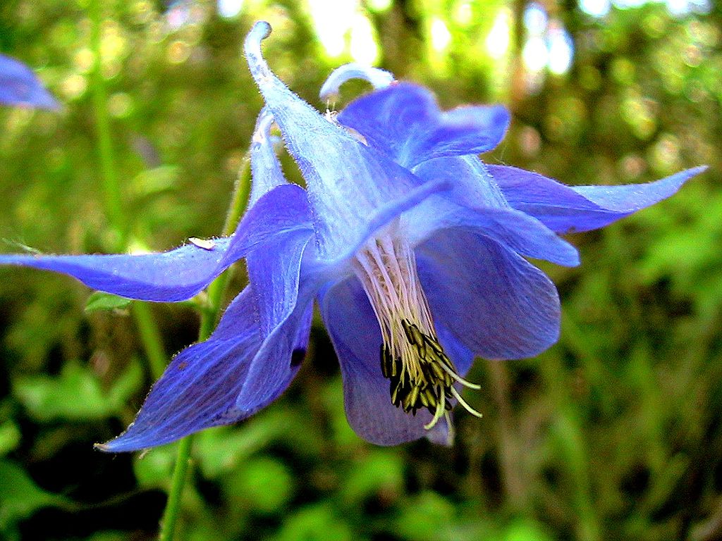 A Harangláb (Aquilegia) gondozása egyszerűen, néhány lépésben!