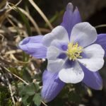 A Kék harangláb gondozása - Aquilegia caerulea