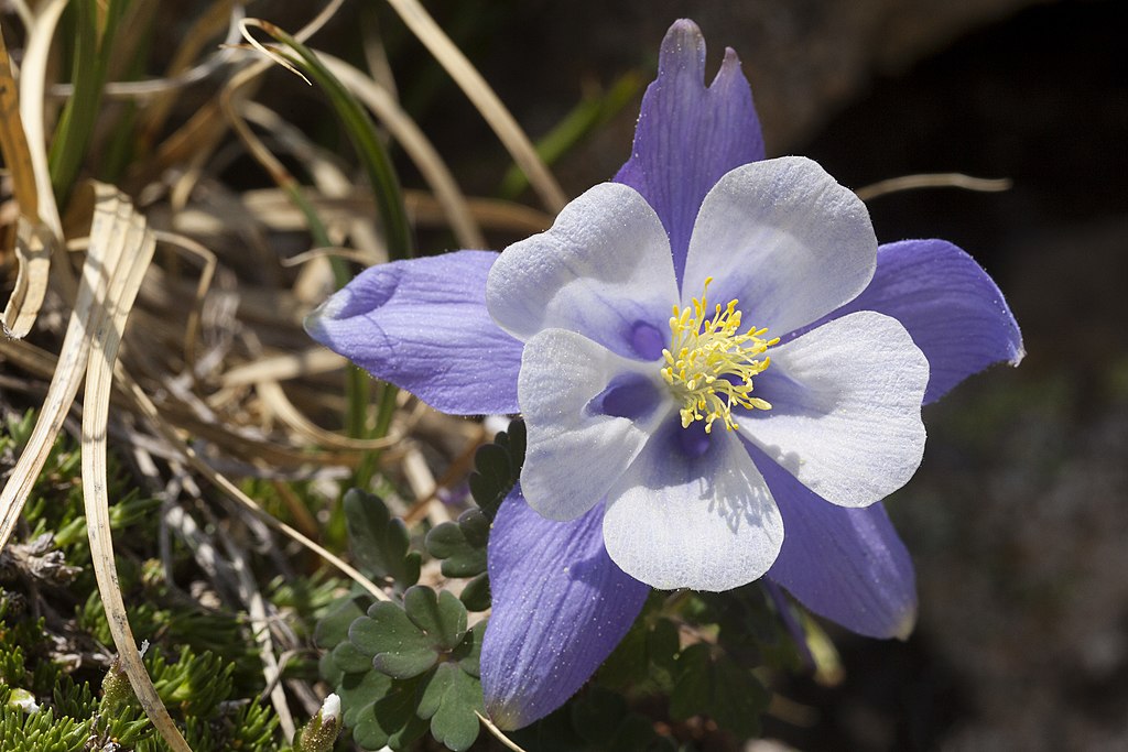 A Kék harangláb gondozása - Aquilegia caerulea