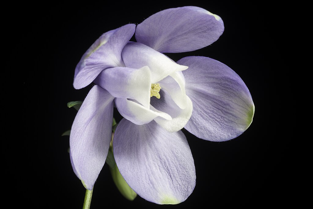 A japán harangláb gondozása és bemutatása - Aquilegia flabellata