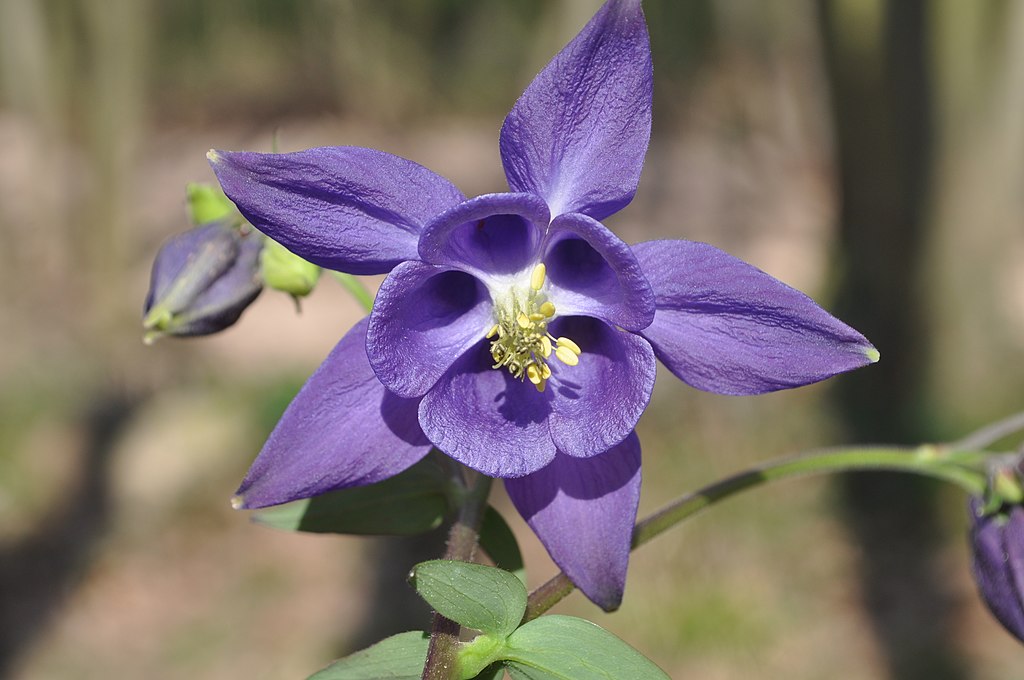 A Kerti harangláb bemutatása és részletes gondozása - Aquilegia vulgaris