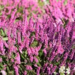 A Közönséges csarab ültetése, gondozása és metszése (Calluna vulgaris)