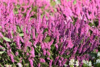 A Közönséges csarab ültetése, gondozása és metszése (Calluna vulgaris)