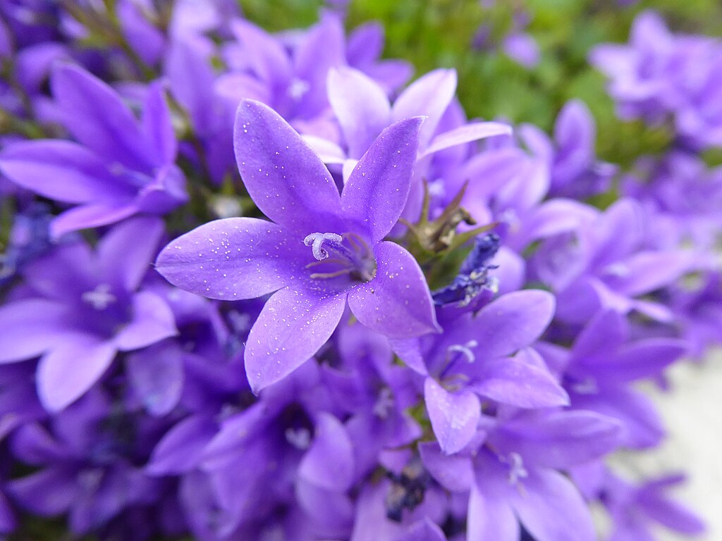 A Dalmát Harangvirág bemutatása, gondozása és metszése - Campanula portenschlagiana